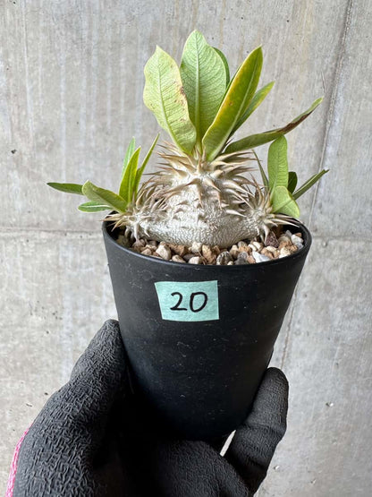 【現品限り】パキポディウム・恵比寿笑い 白花【E20】 Pachypodium brevicaule leucoxanthum