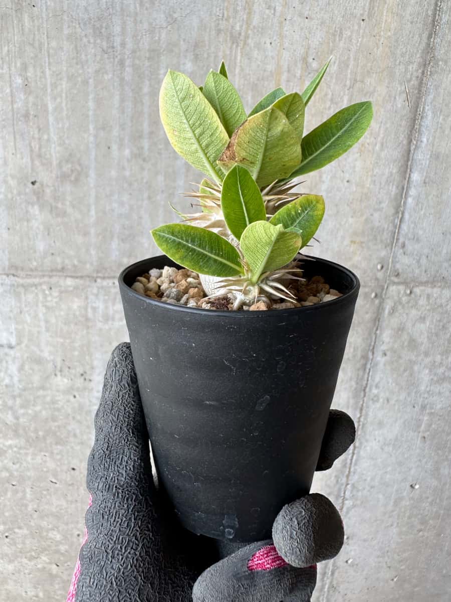【現品限り】パキポディウム・恵比寿笑い 白花【E20】 Pachypodium brevicaule leucoxanthum