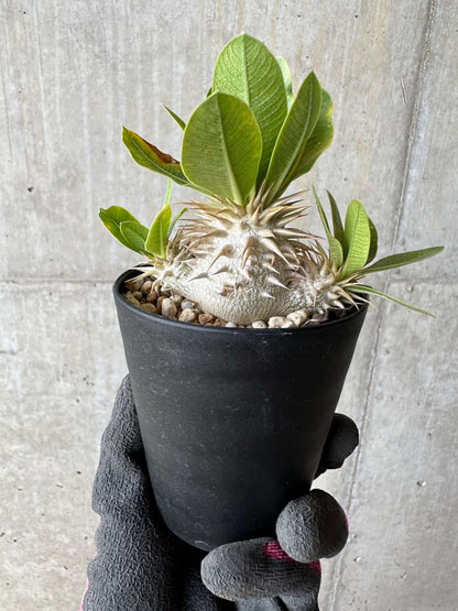 【現品限り】パキポディウム・恵比寿笑い 白花【E20】 Pachypodium brevicaule leucoxanthum