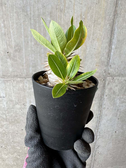 【現品限り】パキポディウム・恵比寿笑い 白花【E20】 Pachypodium brevicaule leucoxanthum