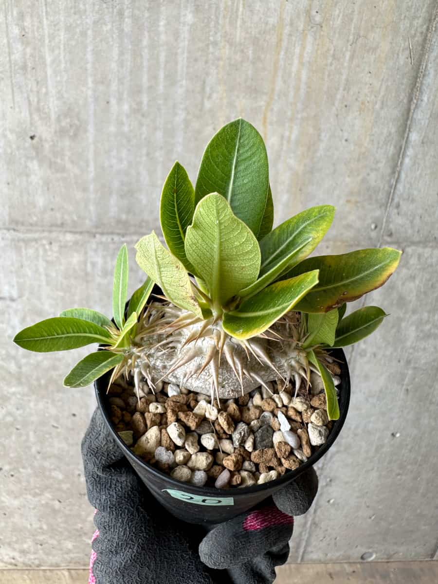 【現品限り】パキポディウム・恵比寿笑い 白花【E20】 Pachypodium brevicaule leucoxanthum