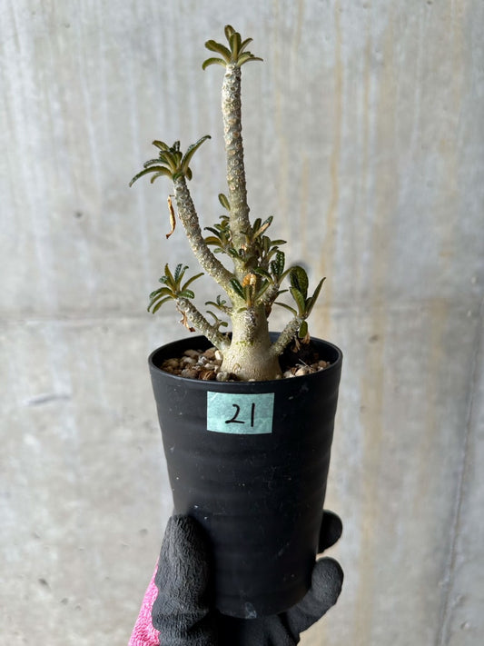 【現品限り】ドルステニア・ギガス 実生【E21】 Dorstenia gigas