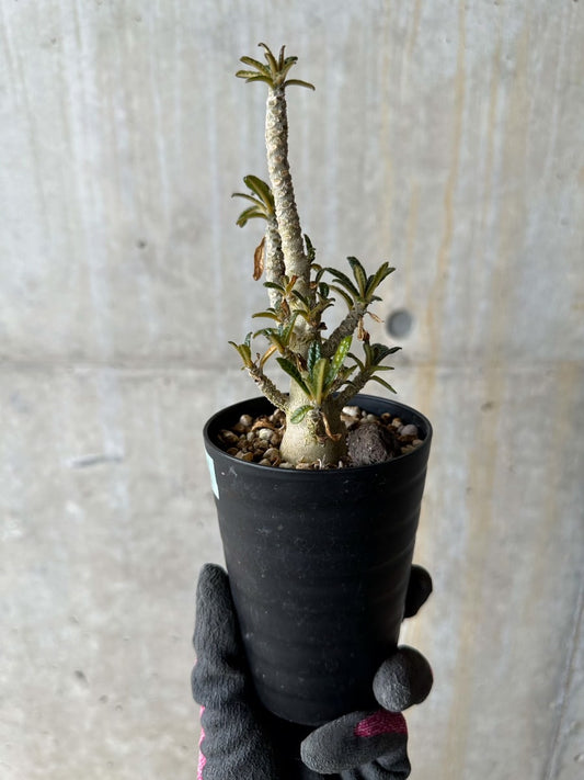 【現品限り】ドルステニア・ギガス 実生【E21】 Dorstenia gigas