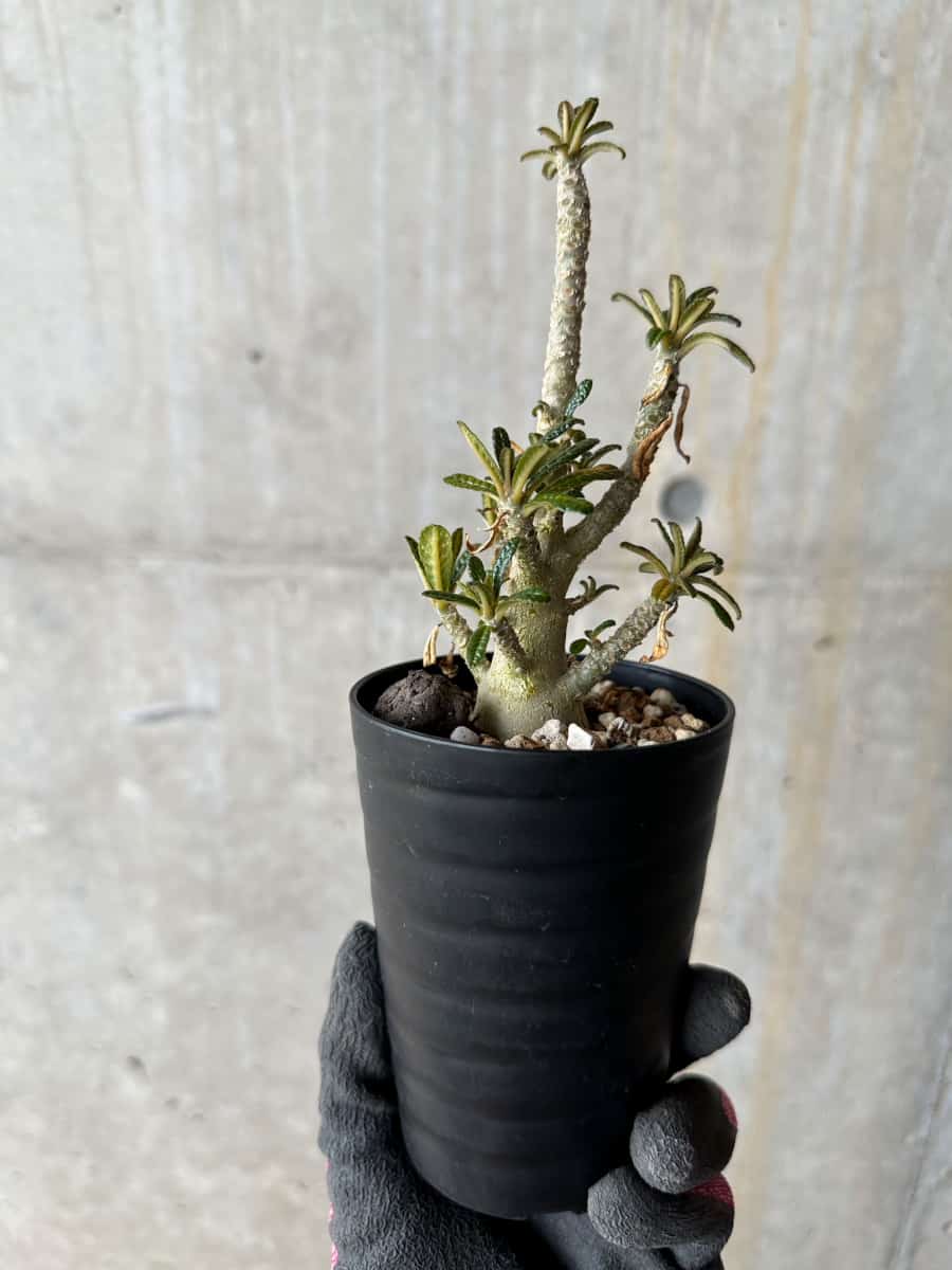 【現品限り】ドルステニア・ギガス 実生【E21】 Dorstenia gigas