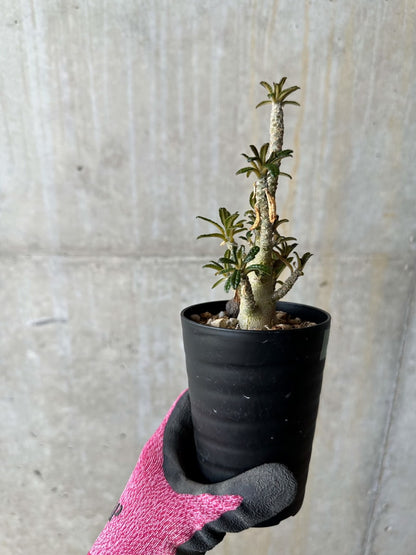 【現品限り】ドルステニア・ギガス 実生【E21】 Dorstenia gigas