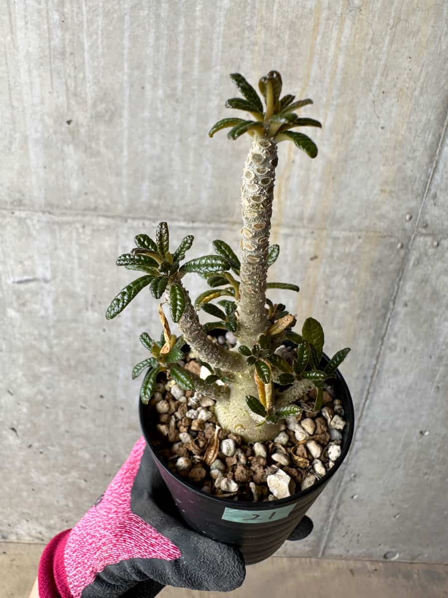 【現品限り】ドルステニア・ギガス 実生【E21】 Dorstenia gigas