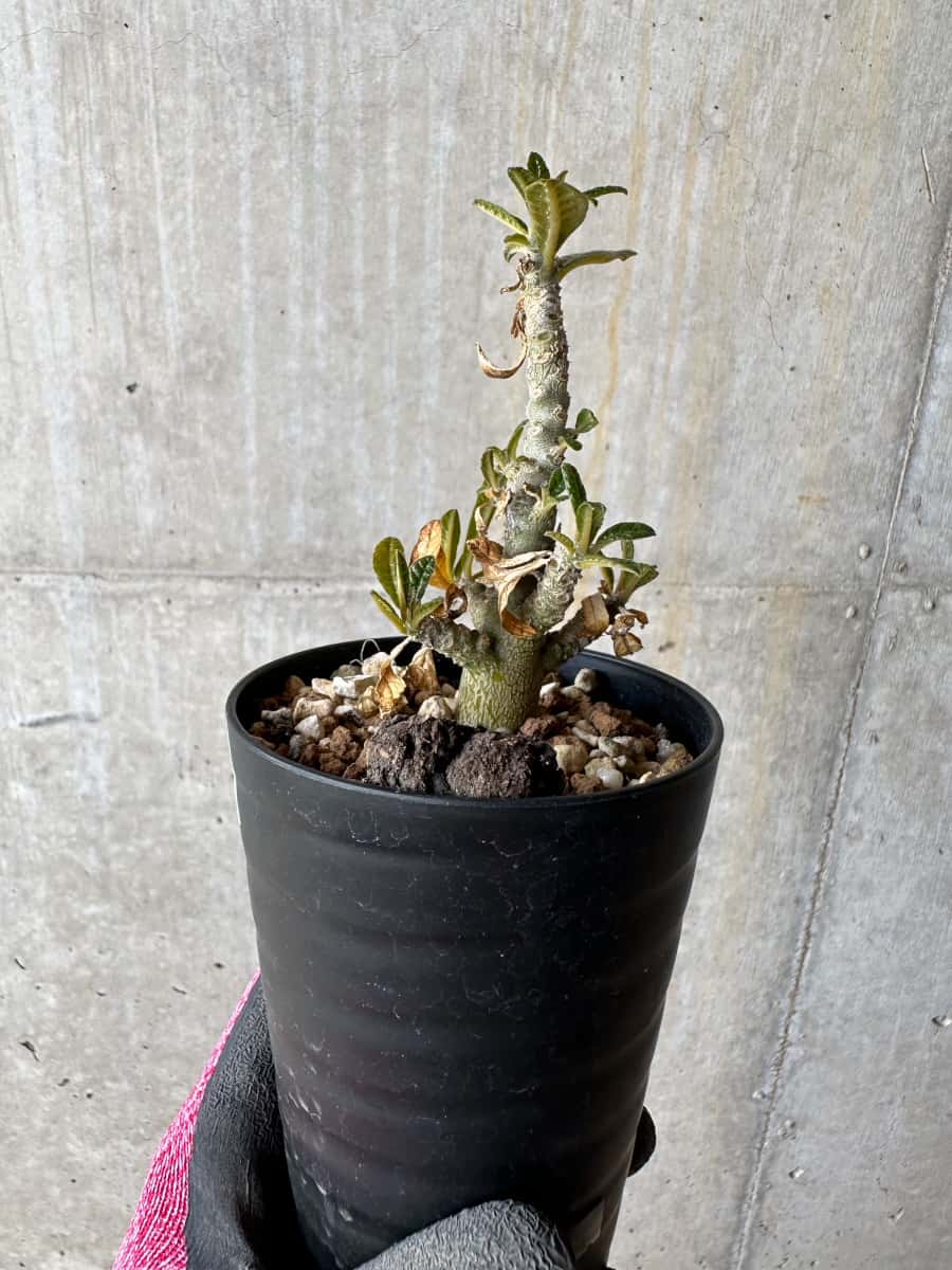 現品限り】ドルステニア・ギガス 実生【E22】 Dorstenia gigas 塊根