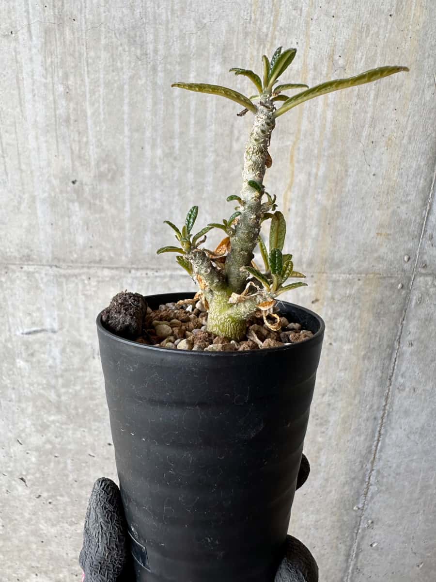 現品限り】ドルステニア・ギガス 実生【E22】 Dorstenia gigas 塊根