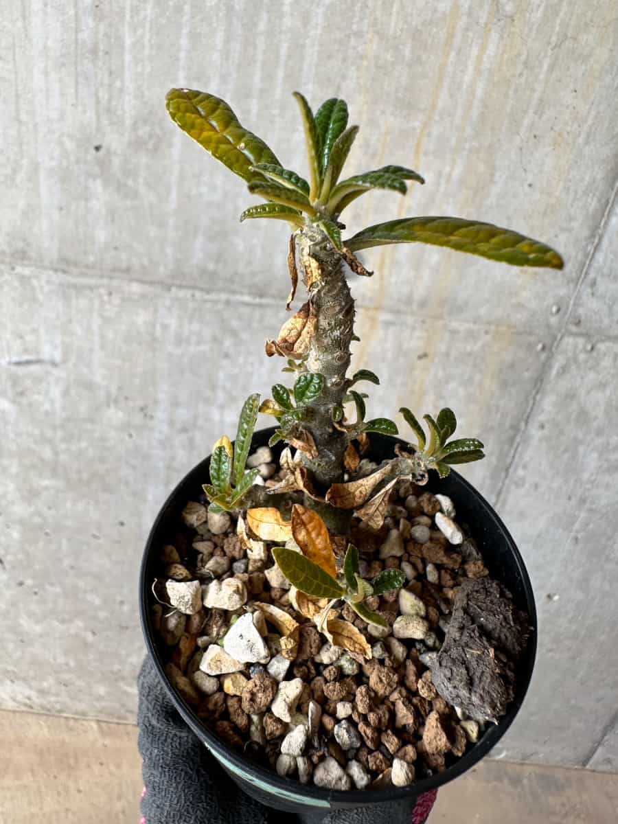 現品限り】ドルステニア・ギガス 実生【E22】 Dorstenia gigas 塊根