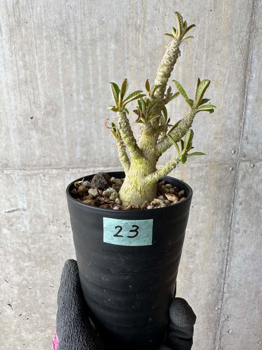 【現品限り】ドルステニア・ギガス 実生【E23】 Dorstenia gigas