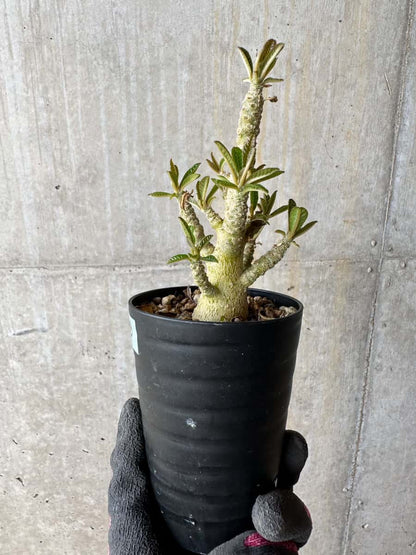 【現品限り】ドルステニア・ギガス 実生【E23】 Dorstenia gigas