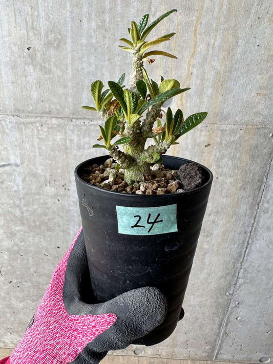 【現品限り】ドルステニア・ギガス 実生【E24】 Dorstenia gigas