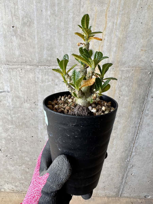 【現品限り】ドルステニア・ギガス 実生【E24】 Dorstenia gigas