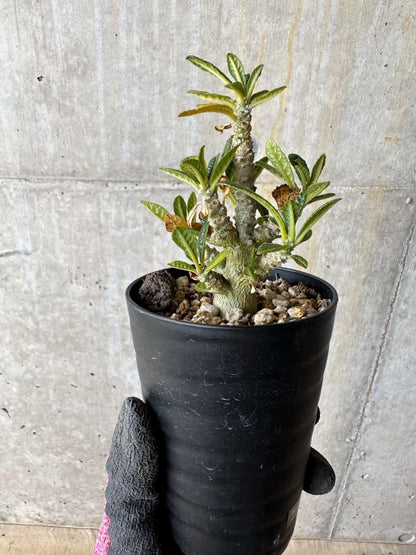 【現品限り】ドルステニア・ギガス 実生【E24】 Dorstenia gigas