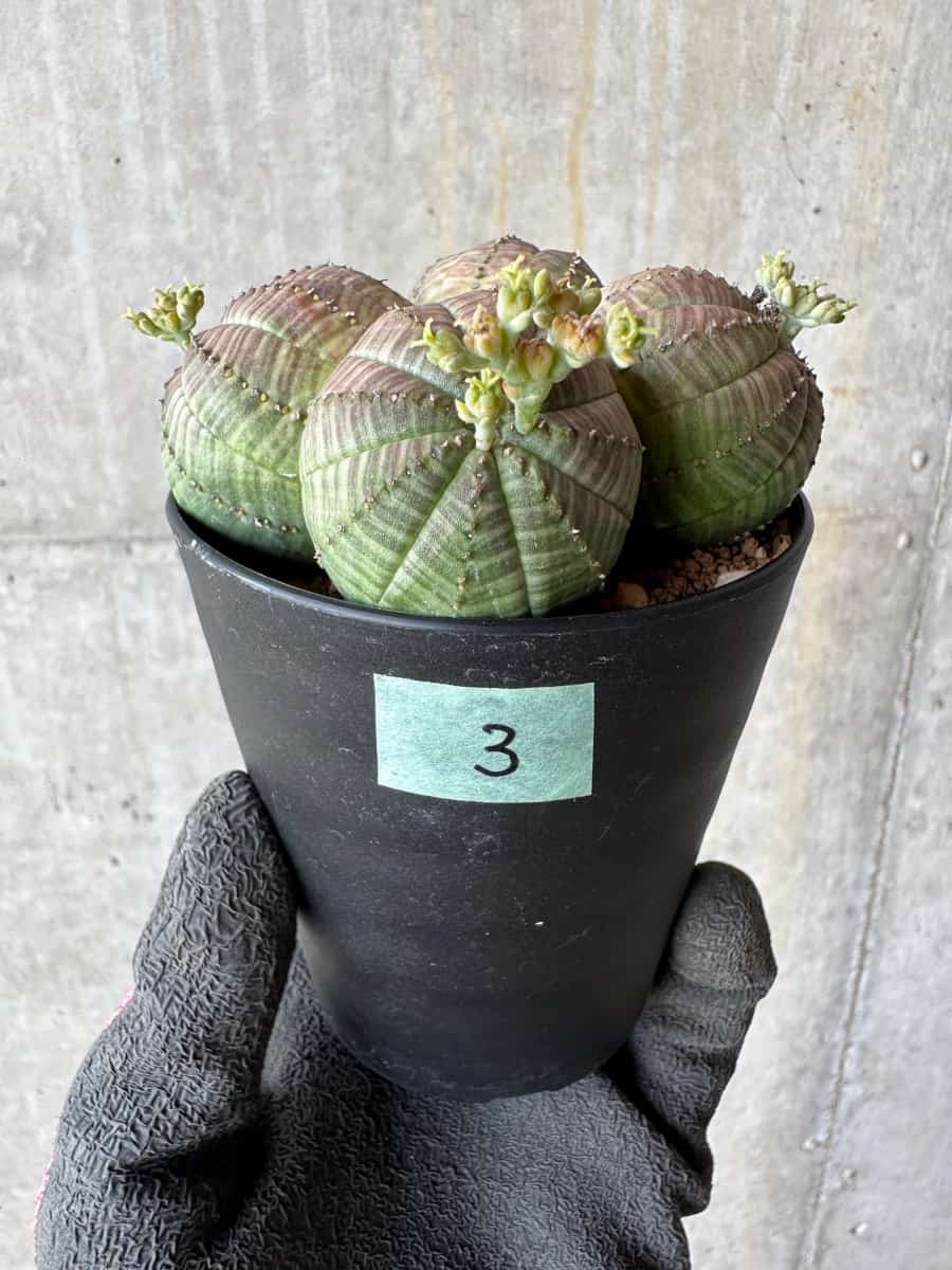 【現品限り】ユーフォルビア・オベサ 多頭【E3】 Euphorbia obesa