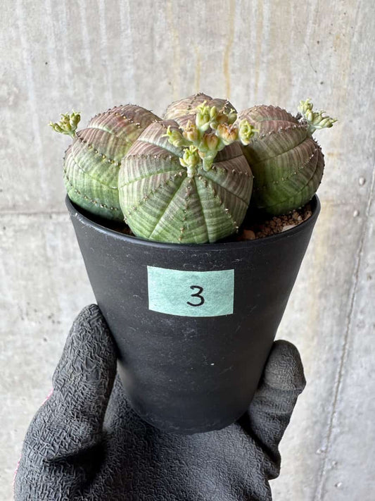 【現品限り】ユーフォルビア・オベサ 多頭【E3】 Euphorbia obesa