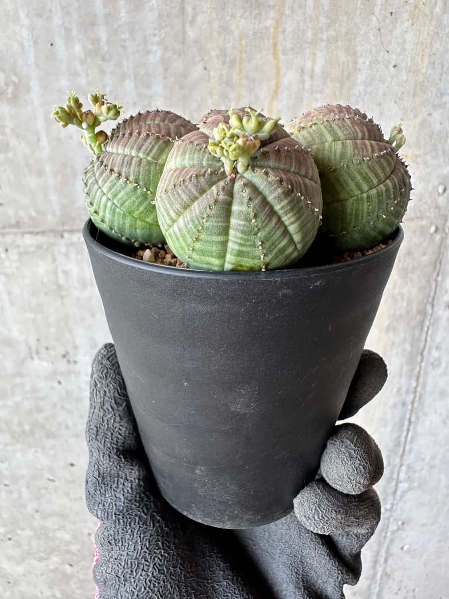 【現品限り】ユーフォルビア・オベサ 多頭【E3】 Euphorbia obesa