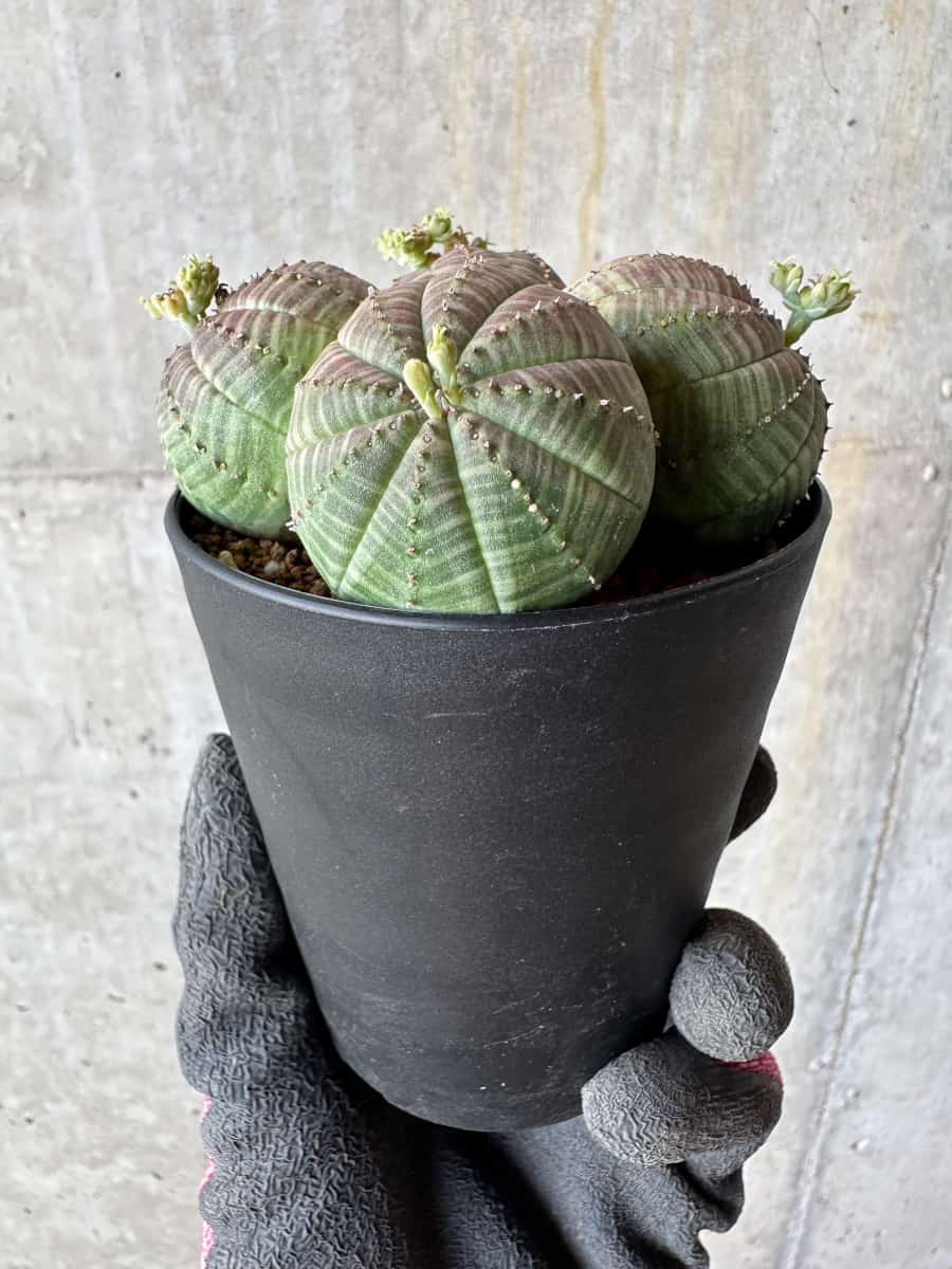 【現品限り】ユーフォルビア・オベサ 多頭【E3】 Euphorbia obesa