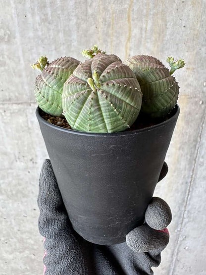 【現品限り】ユーフォルビア・オベサ 多頭【E3】 Euphorbia obesa