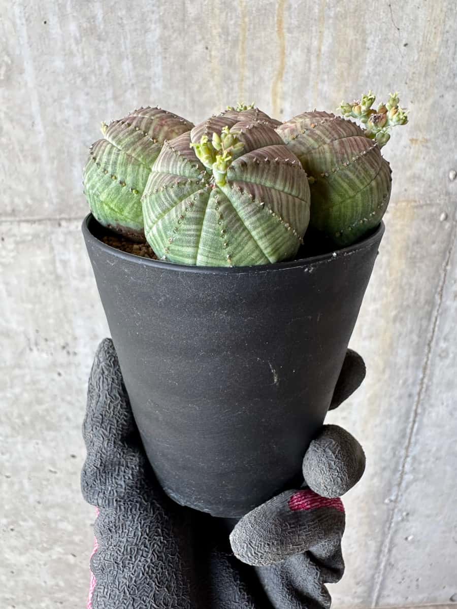 【現品限り】ユーフォルビア・オベサ 多頭【E3】 Euphorbia obesa