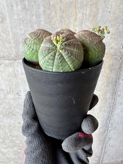 【現品限り】ユーフォルビア・オベサ 多頭【E3】 Euphorbia obesa
