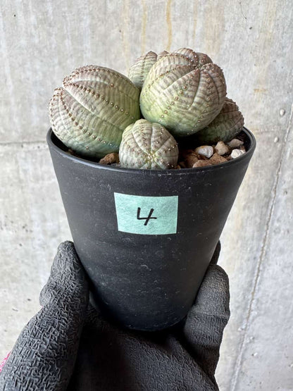 【現品限り】ユーフォルビア・オベサ 多頭【E4】 Euphorbia obesa
