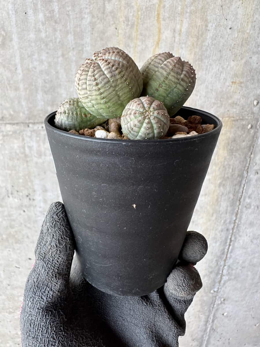 【現品限り】ユーフォルビア・オベサ 多頭【E4】 Euphorbia obesa