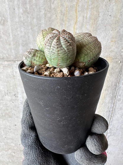 【現品限り】ユーフォルビア・オベサ 多頭【E4】 Euphorbia obesa