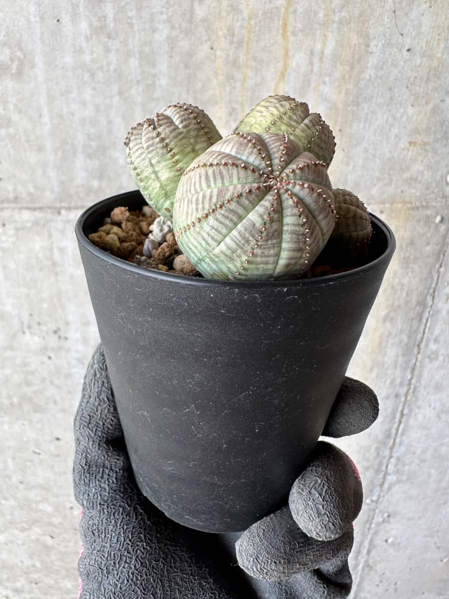 【現品限り】ユーフォルビア・オベサ 多頭【E4】 Euphorbia obesa