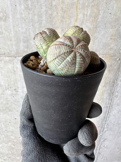 【現品限り】ユーフォルビア・オベサ 多頭【E4】 Euphorbia obesa