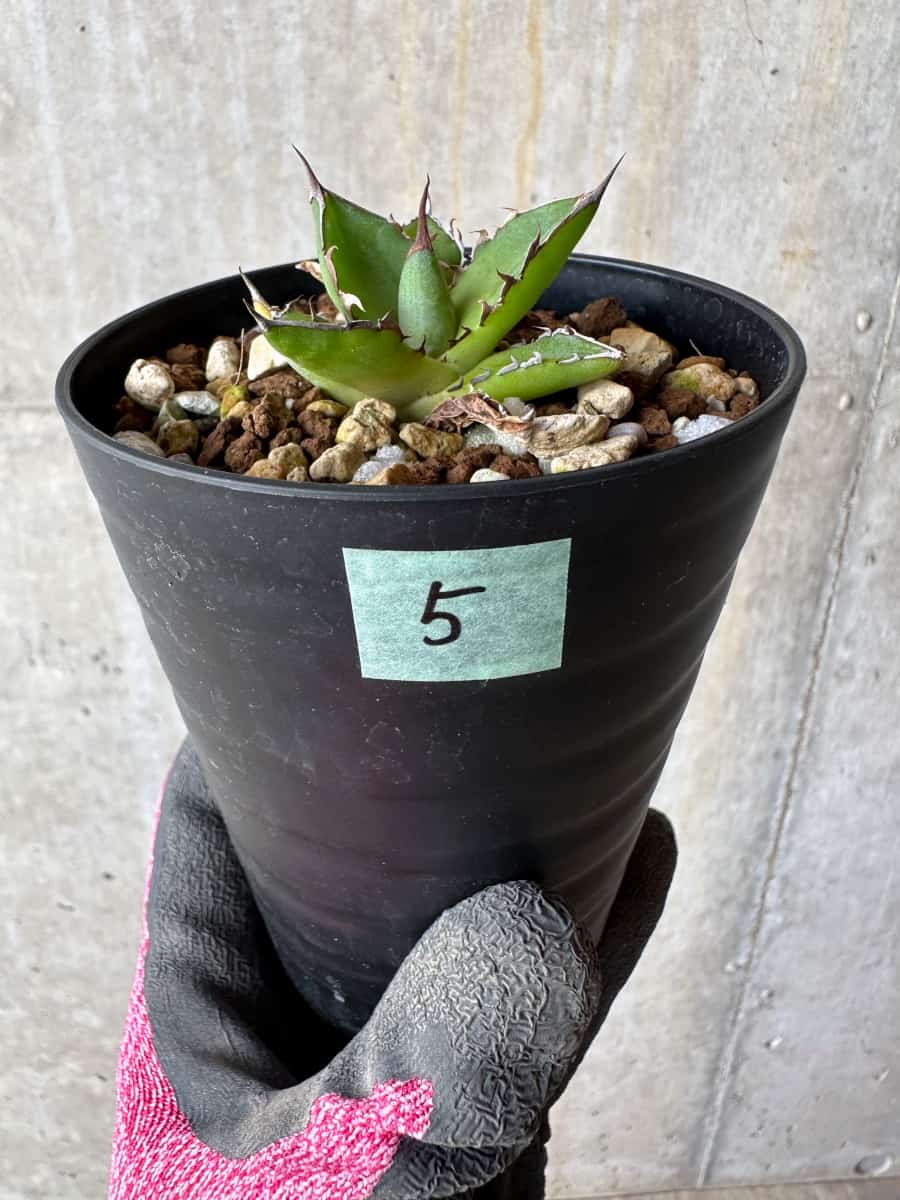 【現品限り】アガベ・ホリダ【E5】 Agave horrida