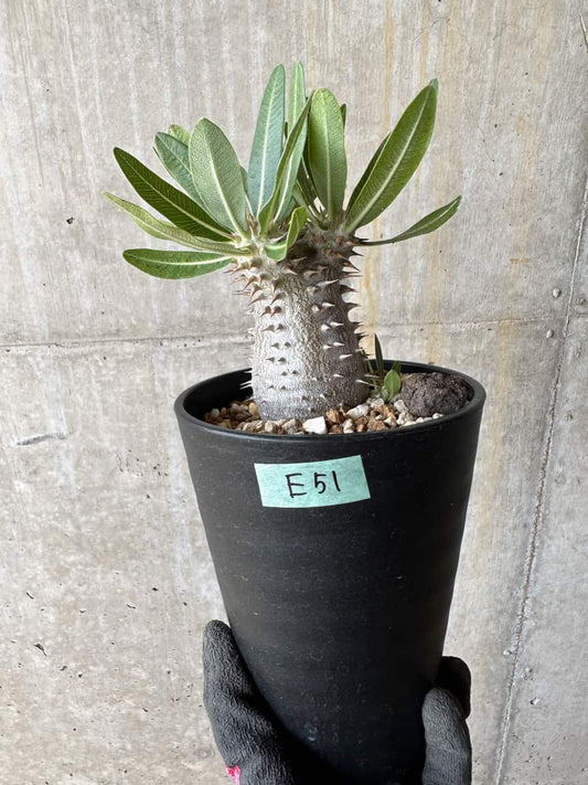 【現品限り】パキポディウム・ロスラーツム 自信作【E51】 Pachypodium rosulatum