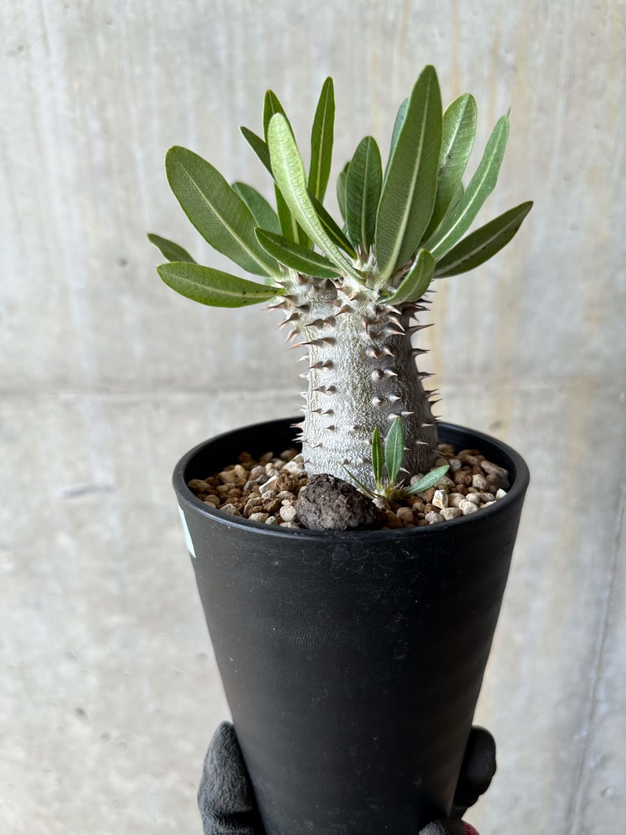 現品限り】パキポディウム・ロスラーツム 自信作【E51】 Pachypodium