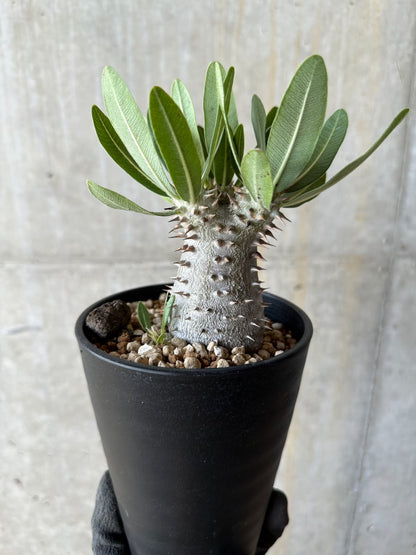 【現品限り】パキポディウム・ロスラーツム 自信作【E51】 Pachypodium rosulatum