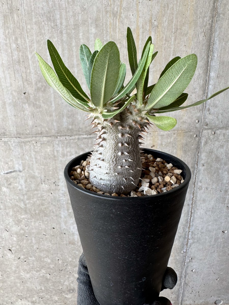 【現品限り】パキポディウム・ロスラーツム 自信作【E51】 Pachypodium rosulatum