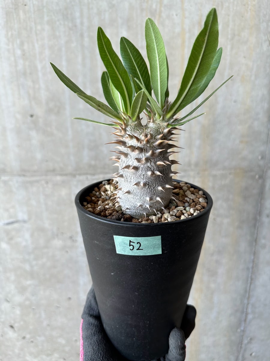 【現品限り】パキポディウム・ロスラーツム【E52】 Pachypodium rosulatum