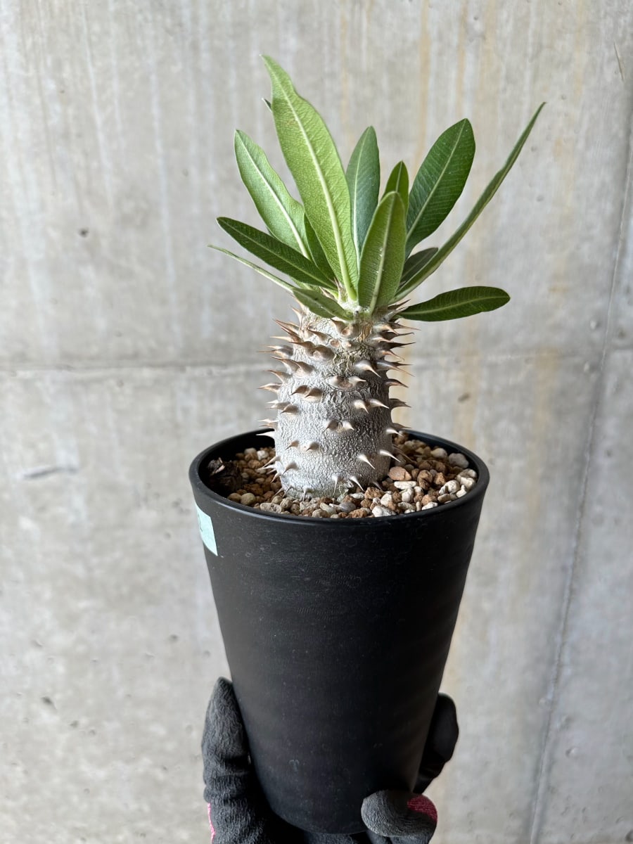 【現品限り】パキポディウム・ロスラーツム【E52】 Pachypodium rosulatum