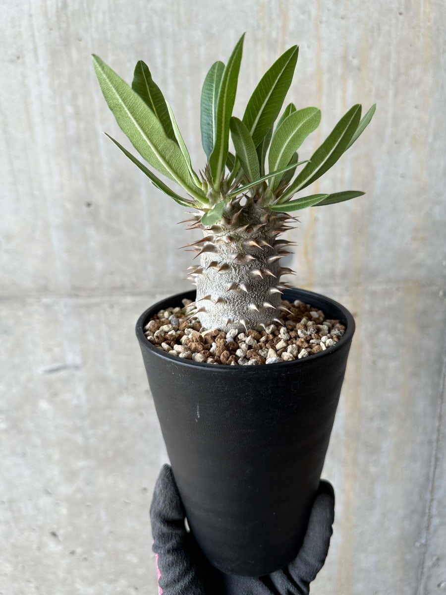 【現品限り】パキポディウム・ロスラーツム【E52】 Pachypodium rosulatum