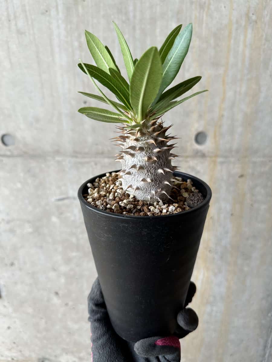 【現品限り】パキポディウム・ロスラーツム【E52】 Pachypodium rosulatum