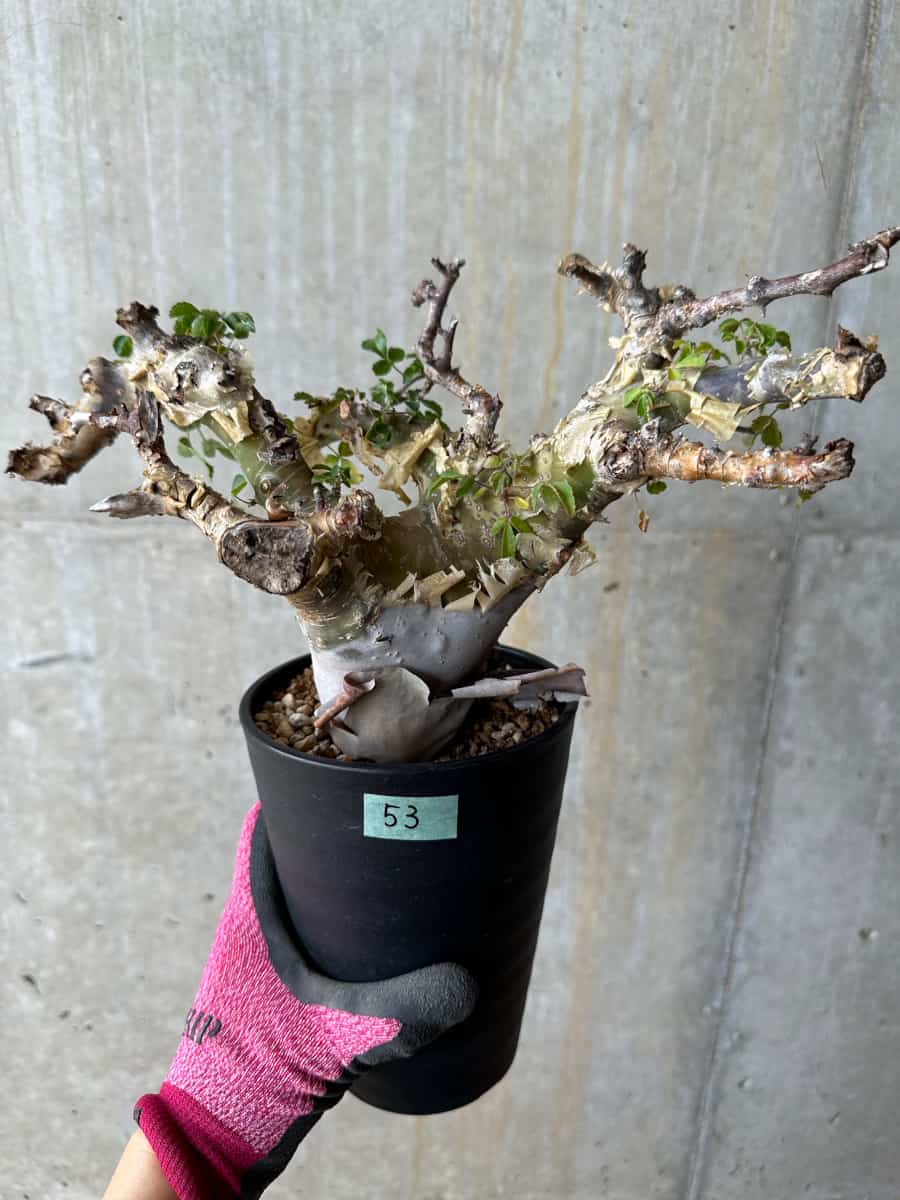 【現品限り】コミフォラ・カタフ ターカネンシス 発根済み 約2年管理【E53】 Commiphora kataf turkanensis