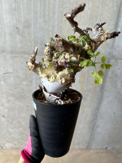 【現品限り】コミフォラ・カタフ ターカネンシス 発根済み 約2年管理【E53】 Commiphora kataf turkanensis