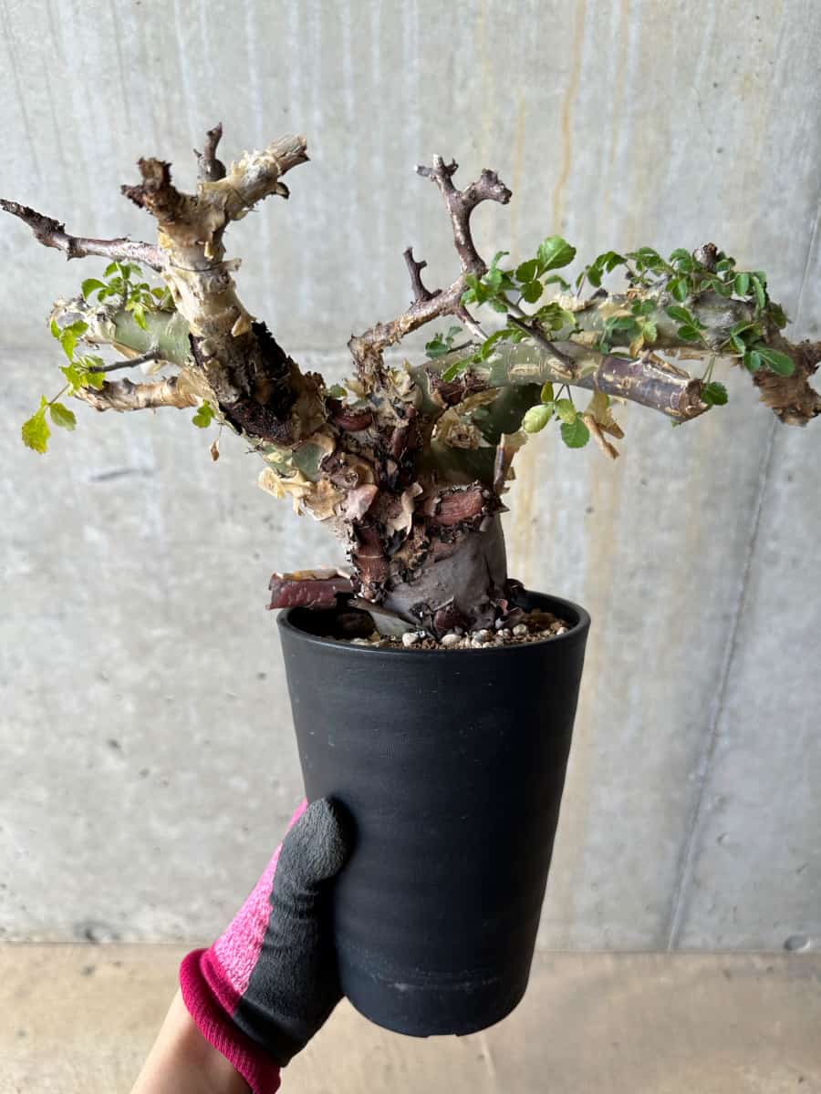 【現品限り】コミフォラ・カタフ ターカネンシス 発根済み 約2年管理【E53】 Commiphora kataf turkanensis