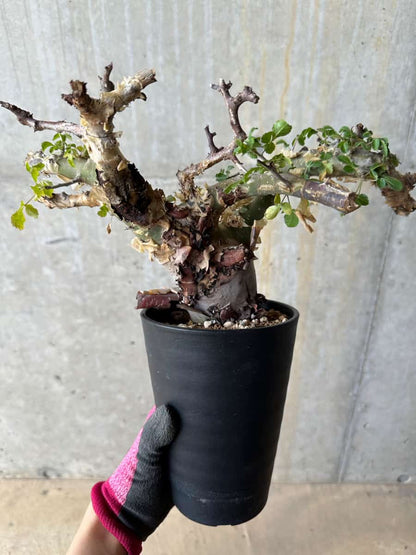 【現品限り】コミフォラ・カタフ ターカネンシス 発根済み 約2年管理【E53】 Commiphora kataf turkanensis