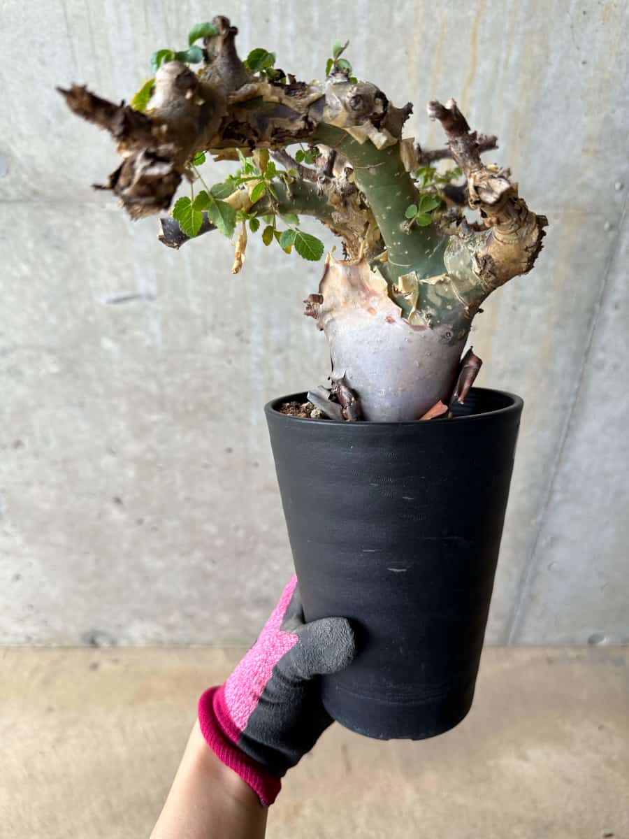 【現品限り】コミフォラ・カタフ ターカネンシス 発根済み 約2年管理【E53】 Commiphora kataf turkanensis