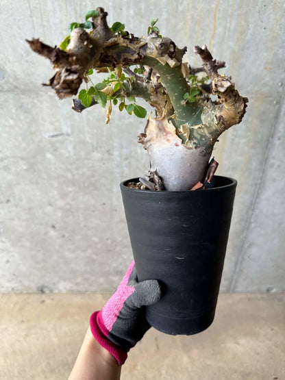 【現品限り】コミフォラ・カタフ ターカネンシス 発根済み 約2年管理【E53】 Commiphora kataf turkanensis