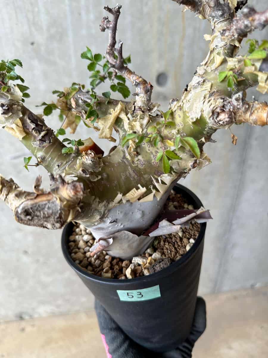 【現品限り】コミフォラ・カタフ ターカネンシス 発根済み 約2年管理【E53】 Commiphora kataf turkanensis