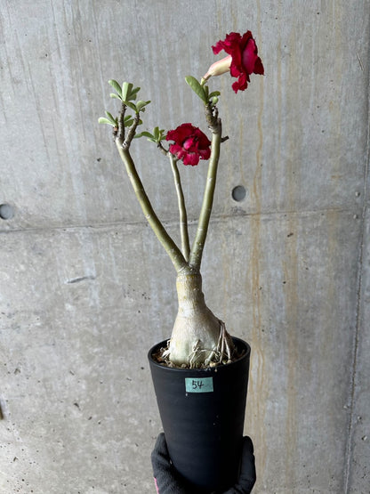 【現品限り】アデニウム・オベスム交配品種 非常に綺麗な花 約2年管理品【E54】 Adenium obesum