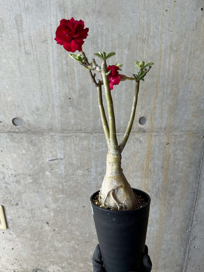 【現品限り】アデニウム・オベスム交配品種 非常に綺麗な花 約2年管理品【E54】 Adenium obesum