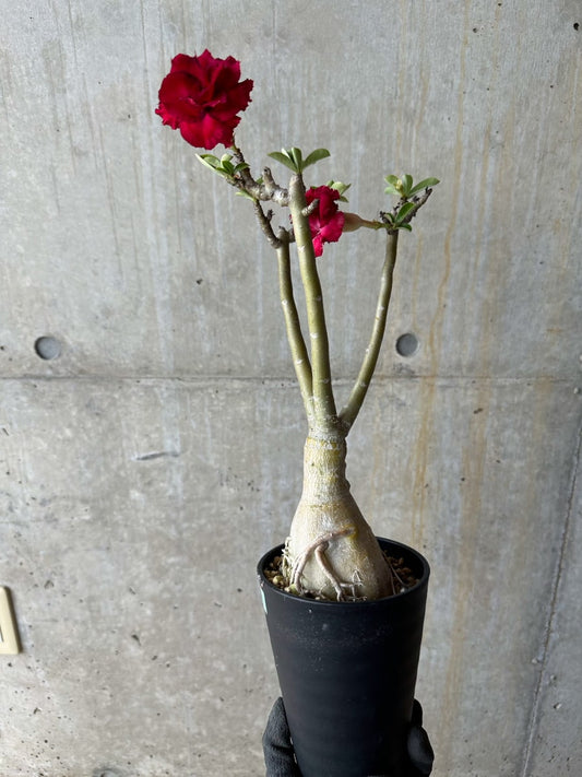 【現品限り】アデニウム・オベスム交配品種 非常に綺麗な花 約2年管理品【E54】 Adenium obesum