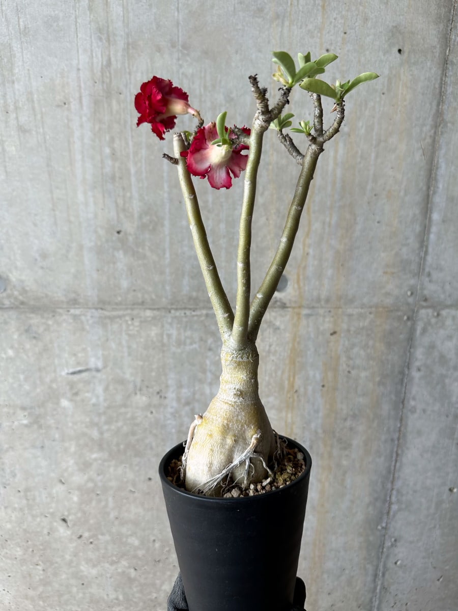 【現品限り】アデニウム・オベスム交配品種 非常に綺麗な花 約2年管理品【E54】 Adenium obesum
